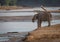 Adult elephant drinks water on hot day in Samburu