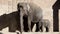 Adult elephant and elephant