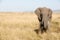 Adult elephant in the Masai Mara