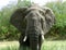 Adult elephant in the MAsai Mara National Reserve, Kenya Africa