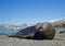 Adult elephant seal on the beach