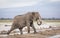 Adult elephant walking in wet mud in Amboseli in Kenya