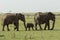 Adult elephants with a baby