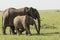 Adult elephants with a baby