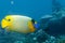 Adult Emperor angel fish portrait close up in maldives