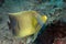 Adult Emperor angel fish portrait close up in maldives