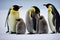 Adult emperor penguins warm their little fluffy cubs.