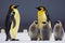 Adult emperor penguins warm their little fluffy cubs.