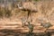 Adult Emu stands in a lush green field, with small chicks nestled beside it