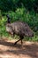 An adult emu walking back into the reeds