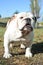 Adult English bulldog purebred dog on the grass in the park