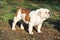 Adult English bulldog purebred dog on the grass in the park