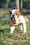 Adult English bulldog purebred dog on the grass in the park