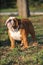 Adult English bulldog purebred dog on the grass in the park