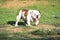 Adult English bulldog purebred dog walking on the grass in the park