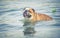 Adult english bulldog swimming