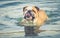 Adult english bulldog swimming