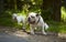 Adult english bulldog and two puppies among grass and trees on a sunny day