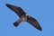 Adult Eurasian hobby Falco subbuteo eats in soaring flight his catched  dragonfly