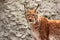 Adult eurasian lynx