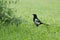 An adult Eurasian Magpie, Pica pica standing on a lush grass in the backyard, Estonia.