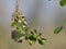 An adult Eurasian penduline tit Remiz pendulinus calling for an female out of its nest what he is making at the lakes of Linum