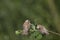 An adult Eurasian penduline tit Remiz pendulinus with its young begging on a tree branch at the lakes of Linum Germany..