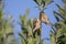 An adult Eurasian penduline tit Remiz pendulinus with its young begging on a tree branch at the lakes of Linum Germany..