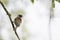 An adult Eurasian penduline tit Remiz pendulinus perched on a tree branch at the lakes of Linum Germany.