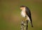 Adult Eurasian Sparrowhawk Accipiter nisus