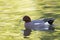 An adult Eurasian wigeon Mareca penelope swimming and foraging in a colourful pond.