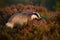 Adult european badger hiding in bushes of heather in moorland in summertime