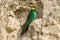 Adult european bee-eater sitting on a sandy ground in nesting colony