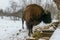 Adult European Bison is Eating Velours Grasses