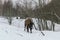 Adult European Bison in National Park
