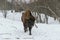 Adult European Bison in National Park