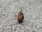 Adult European cockchafer, Maybug or doodlebug Melolontha hippocastani upside down on the asphalt in sunlight