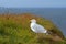 Adult European Herring Gull (Larus argentatus)