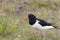 Adult European Oyster Catcher in Iceland