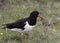 Adult European Oyster Catcher in Iceland