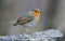 Adult European robin posing on an old stock with sweet dusk light