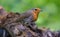 Adult European robin stands on a lichen trunk