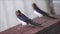 Adult European songbirds Barn swallows, Hirundo rustica sitting on a wooden handrail