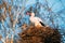 Adult European White Stork Standing In Nest Near Bare Spring Bir