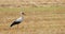 Adult european white stork taking off from yelow summer field in Belarus. Wild field bird