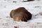 Adult exemplary of a male sea lion lying on the beach at kangaroo island