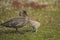 Adult Falkland Skua and chick