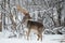 Adult Fallow Deer Buck Close Up. Majestic Powerful Fallow Deer, Dama dama, in Winter Forest.Wildlife Scene With Deer Stag. Male O