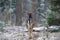 Adult Fallow Deer Buck, Goes Into The Forest, Back View. Majestic Powerful Adult Fallow Deer, Dama Dama, In Winter Forest, Belarus