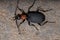 Adult False Bombardier Beetle